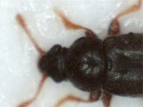 Telmatophilus sp.